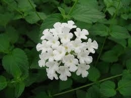 Lantana, Trailing White