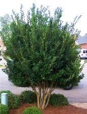 Ligustrum Tree form