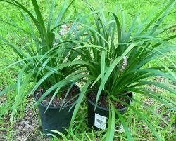 Liriope, Gigantia