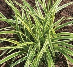 Liriope, Variegated - Flat