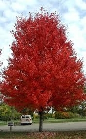 Maple, Autumn Blaze Maple