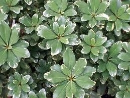 Pittosporum Variegated