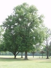 Willow Oak