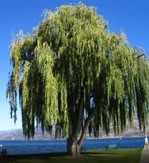 Willow, Weeping