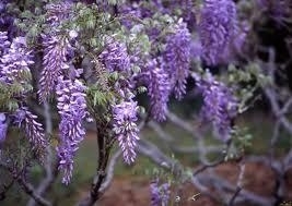 Wisteria, Regular