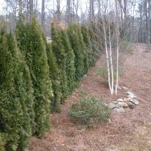 Privacy Shrubs 9