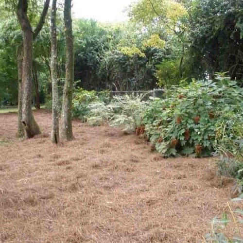 Shrub Bed Island 1