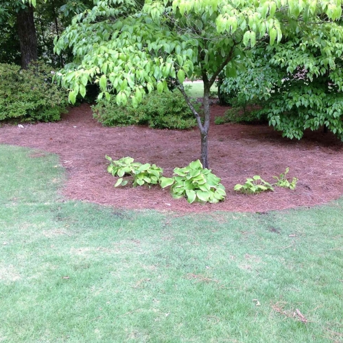 Shrub Bed Island 39