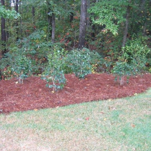 Shrub Bed 14