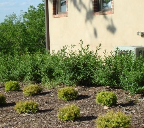 Shrub Bed 32