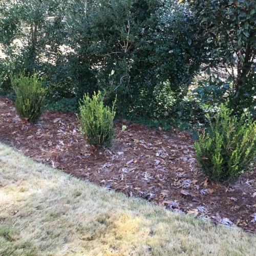 Shrub-Beds-107