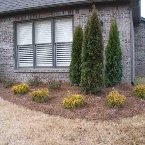 Shrub Beds 49