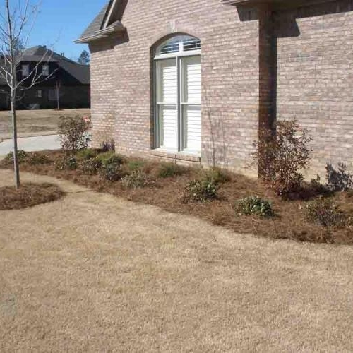 Shrub Beds 62