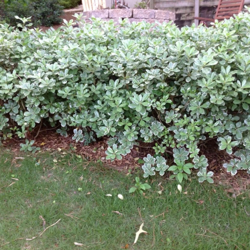 Shrub Beds 70