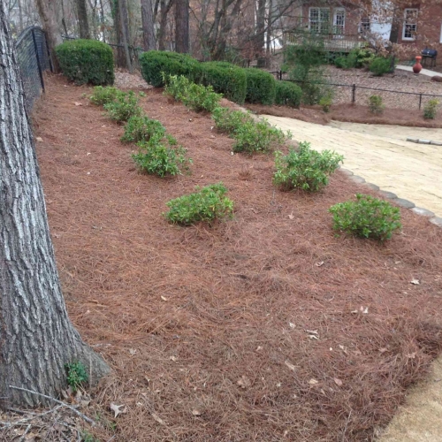 Shrub Beds 72