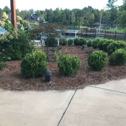 Shrub-Beds-99