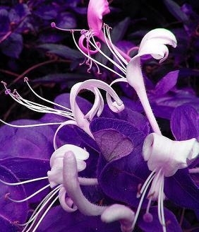Honeysuckle, Purple